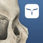 3D Skull Atlas