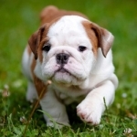 Cute Baby Pet Pictures, Puppy &amp; Animals Wallpapers