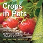 Crops in Pots: Practical Guide, Expert Advice
