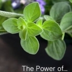 The Power of Herbs