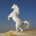 Dream Horses - Art Gallery: Breeds &amp; Types, Racetrack &amp; Tournaments, Photos &amp; Paintings