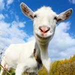 Crazy Goat