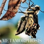 Metamorphosis: Astonishing Insect Transformations