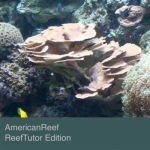 AmericanReef - ReefTutor How to Setup a Saltwater and Coral Reef Aquarium