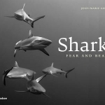 Shark: Fear &amp; Beauty