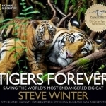 Tigers Forever: Saving the World&#039;s Most Endangered Big Cat