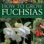 How to Grow Fuchsias