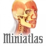 Miniatlas Anatomy