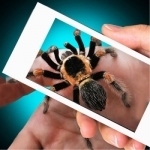 Scary Spider Hand Prank