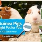 Are Guinea Pigs the Right Pet for You: Can You Find the Facts?