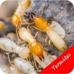 How To Get Rid Of Termites - Pest Control Services