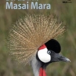 Birds of the Masai Mara