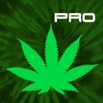 Cannabis News Pro