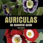 Auriculas: An Essential Guide