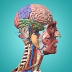 Anatomy &amp; Physiology - anatomy of human body parts