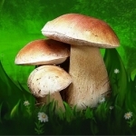 Mushroom Identifier and Guide