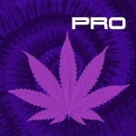 Strains Pro - An Advanced Breeder&#039;s Guide to World&#039;s Distinctive Cannabis