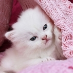 Cute Kitty Wallpapers HD - Cat &amp; Kitten Pictures