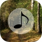 Forest Sounds - Forest Music,Sound Therapy
