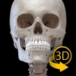 Skeleton - 3D Atlas of Anatomy