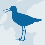 Wadvogels