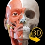 Muscle | Skeleton - 3D Atlas of Anatomy