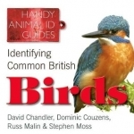 Identifying Common British Birds