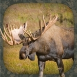 Moose Hunting Calls