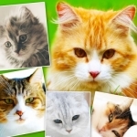 Cats &amp; Kittens Wallpapers - Cute Animal Backgrounds and Cat Images