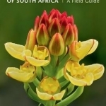 Field Guide Orchids of South Africa