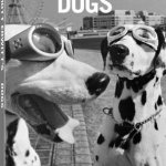 Elliott Erwitt's Dogs