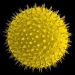 Melbourne Pollen Count