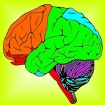 Brain &amp; Nerves: The Human Nervous System Anatomy