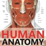 Human Anatomy