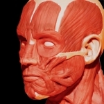 Muscular System 3D (anatomy)