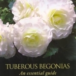 Tuberous Begonias: An Essential Guide