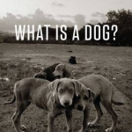 What is a Dog?