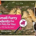 Are Small Furry Rodents the Right Pet for You: Can You Find the Facts?