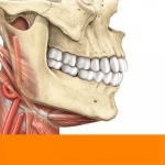 Sobotta Anatomy Atlas