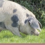 Pigs &amp; Pork: River Cottage Handbook No.14
