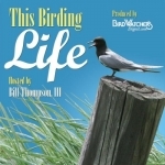 This Birding Life (Enhanced)