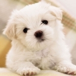 Cute Dog &amp; Puppies Wallpaper | Backgrounds