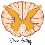 DrawAnatomy