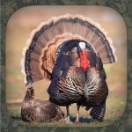 Turkey Hunting Calls