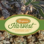 Marijuana Harvest: How to Maximize Quality and Yield in Your Cannabis Garden