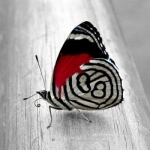 Butterfly Wallpapers, Colorful Butterflies Photos