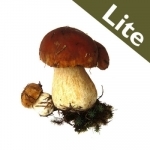 Roger&#039;s Mushrooms (Lite)