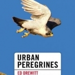 Urban Peregrines