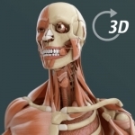 Visual Anatomy 3D | Human