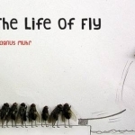 The Life of Fly